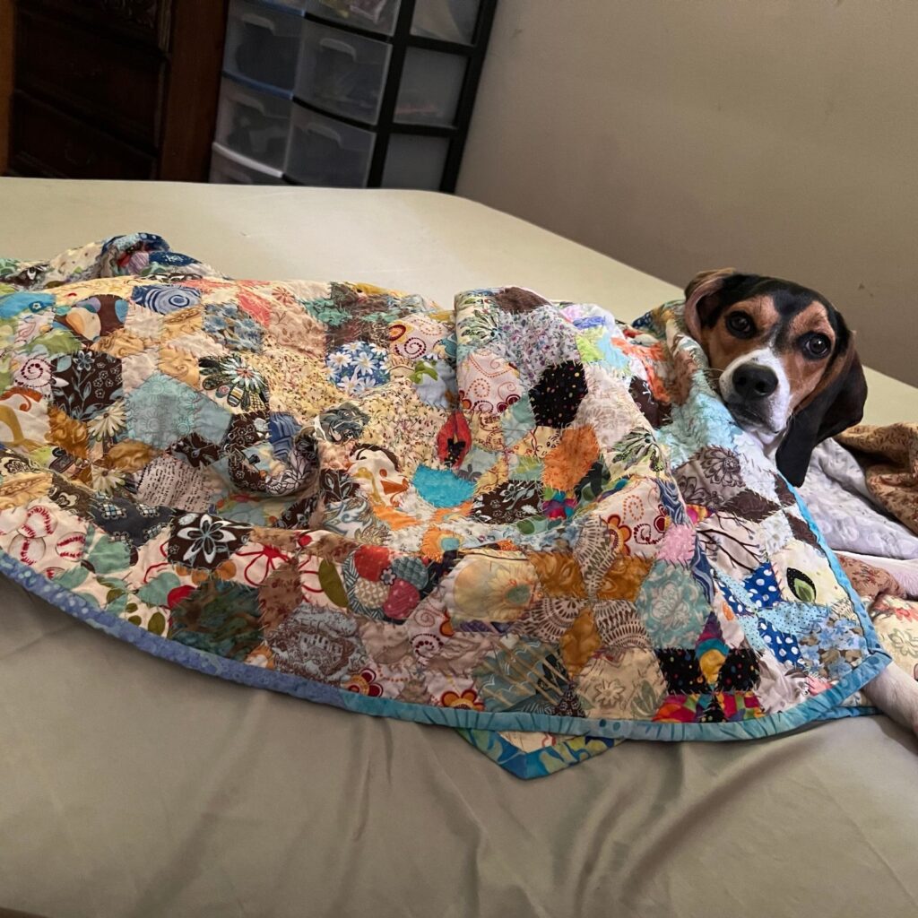 dog and quilt